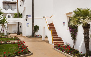 Globales Bouganvilla